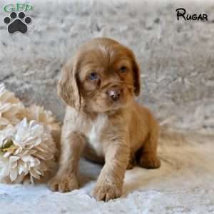 Rugar, Cocker Spaniel Puppy