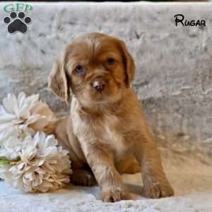 Rugar, Cocker Spaniel Puppy