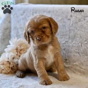 Rugar, Cocker Spaniel Puppy