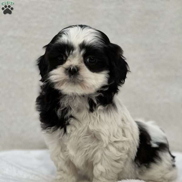 Jena, Shih Tzu Puppy