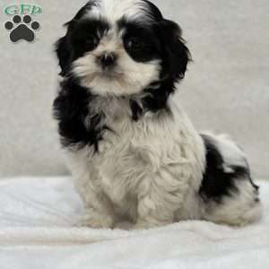 Jules, Shih Tzu Puppy