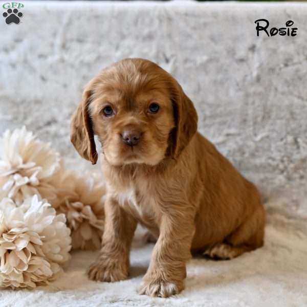 Rosie, Cocker Spaniel Puppy