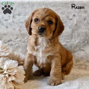 Razor, Cocker Spaniel Puppy