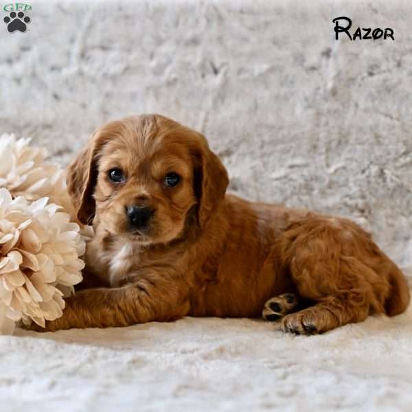 Razor, Cocker Spaniel Puppy