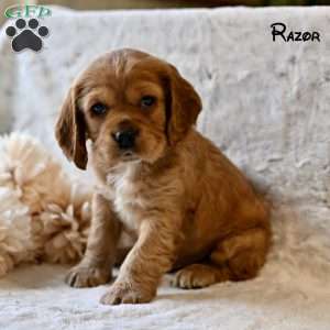 Razor, Cocker Spaniel Puppy