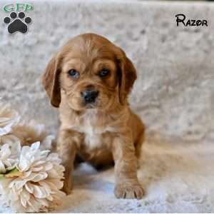 Razor, Cocker Spaniel Puppy