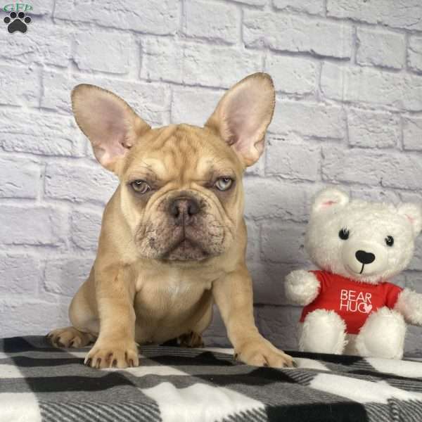 Mack, French Bulldog Puppy