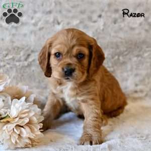 Razor, Cocker Spaniel Puppy