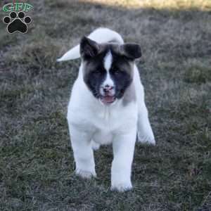 Lacy, Akita Puppy