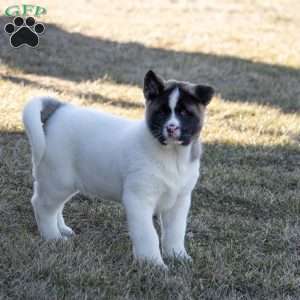 Lacy, Akita Puppy