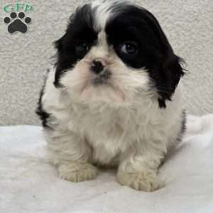 Jena, Shih Tzu Puppy