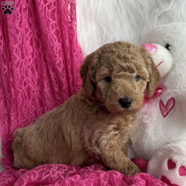 Sierra, Mini Aussiedoodle Puppy