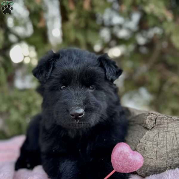 Raven, German Shepherd Puppy