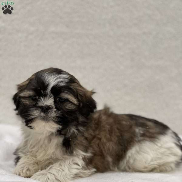 Joey, Shih Tzu Puppy