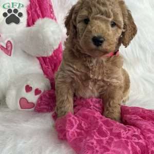 Sierra, Mini Aussiedoodle Puppy