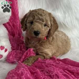 Sierra, Mini Aussiedoodle Puppy