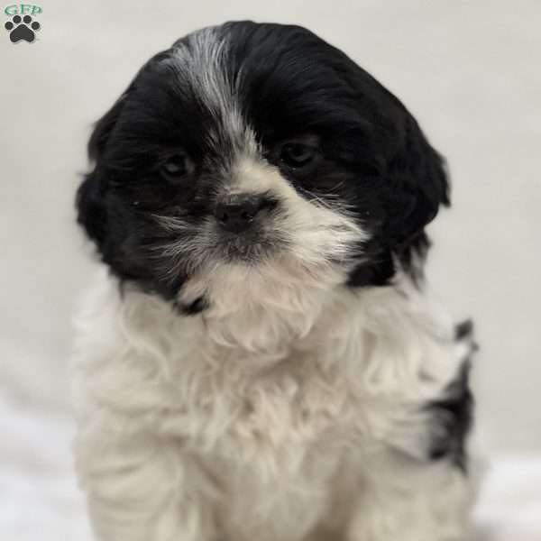 Jules, Shih Tzu Puppy