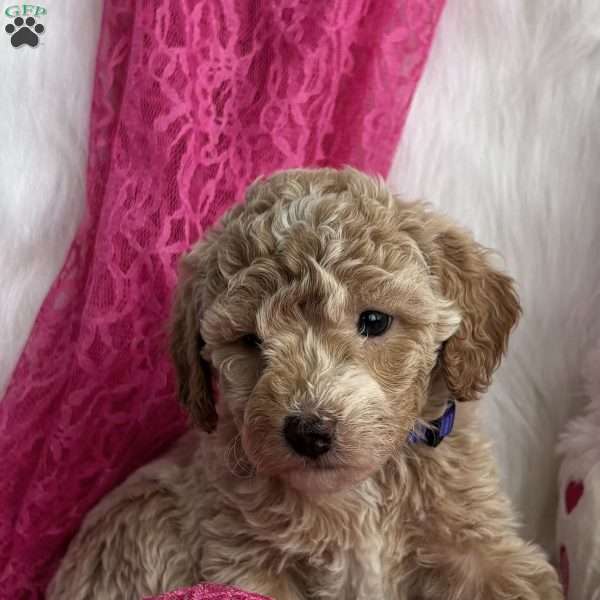 Muffin, Mini Aussiedoodle Puppy