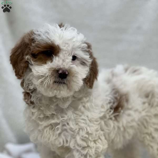 Tiny, Cavapoo Puppy