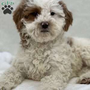 Tiny, Cavapoo Puppy