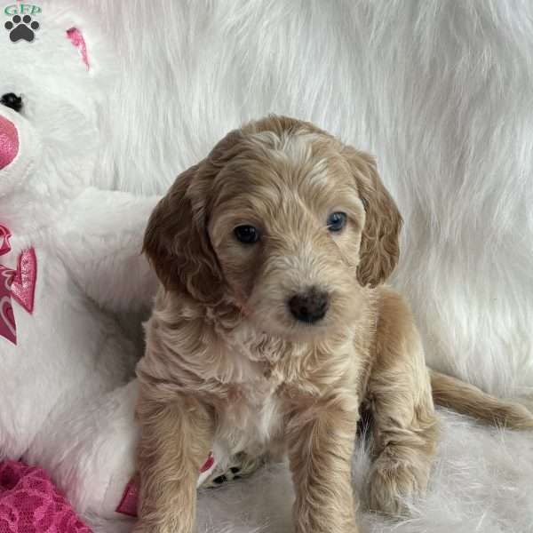 Oakley, Mini Aussiedoodle Puppy