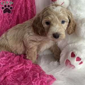 Oakley, Mini Aussiedoodle Puppy