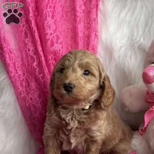 Jasmine, Mini Aussiedoodle Puppy