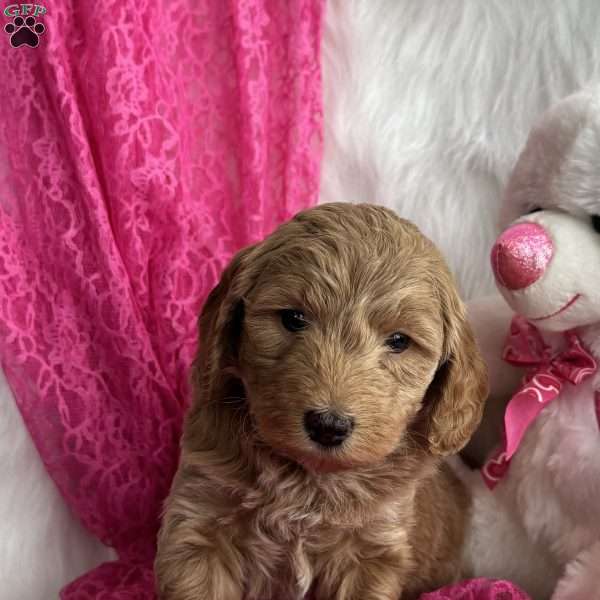 Jasmine, Mini Aussiedoodle Puppy