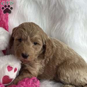 Jasmine, Mini Aussiedoodle Puppy