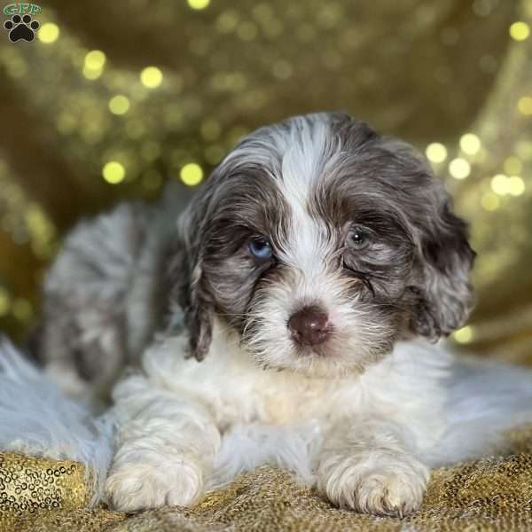 Summer, Cockapoo Puppy