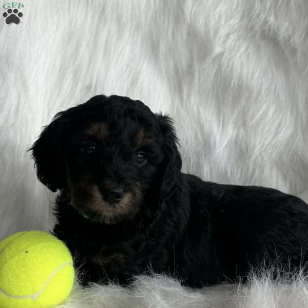 Wendal, Mini Aussiedoodle Puppy