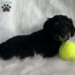 Wendal, Mini Aussiedoodle Puppy