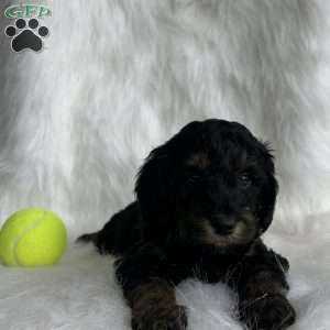 Wendal, Mini Aussiedoodle Puppy