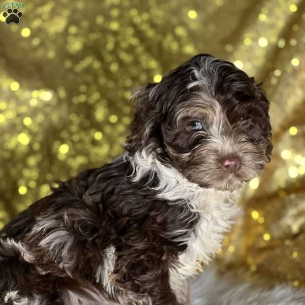 Sue, Cockapoo Puppy