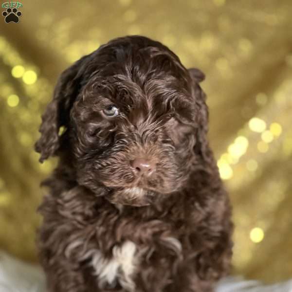 Stevie, Cockapoo Puppy