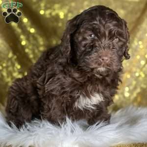 Stevie, Cockapoo Puppy