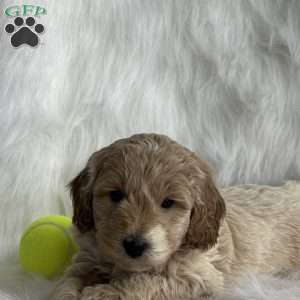 Whiskey, Mini Aussiedoodle Puppy