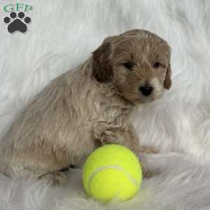 Whiskey, Mini Aussiedoodle Puppy