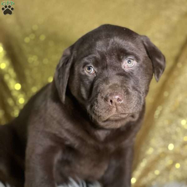 Spike, Chocolate Labrador Retriever Puppy