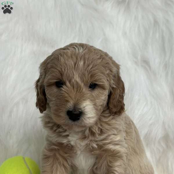 Whiskey, Mini Aussiedoodle Puppy