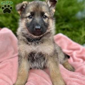 Nova, German Shepherd Puppy