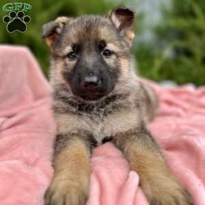 Nova, German Shepherd Puppy