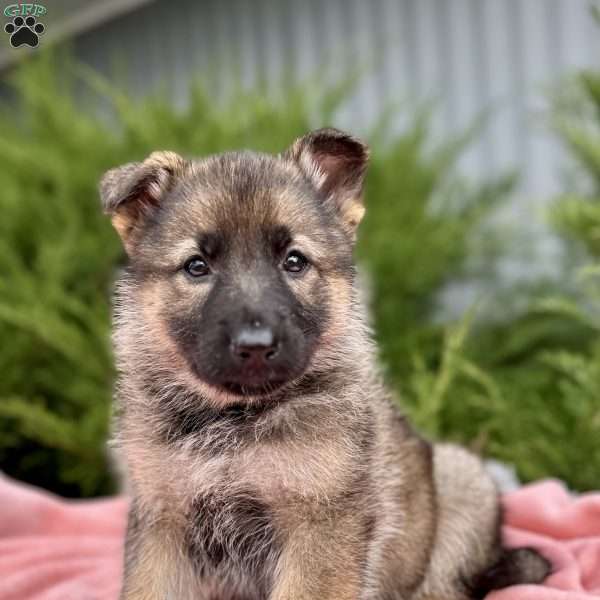 Nova, German Shepherd Puppy