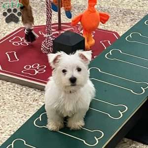 Roxie, West Highland Terrier Puppy