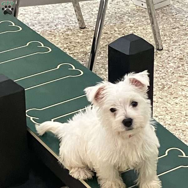 Roxie, West Highland Terrier Puppy