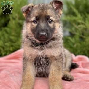 Nova, German Shepherd Puppy