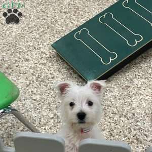 Roxie, West Highland Terrier Puppy