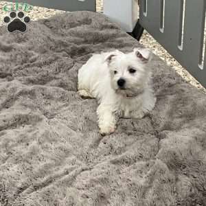 Roxie, West Highland Terrier Puppy