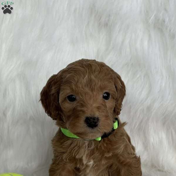 Toby, Mini Aussiedoodle Puppy