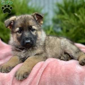 Nova, German Shepherd Puppy